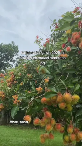 kalian udah makan rambutan belum#fyppppppppppppppppppppppp  #masukberandafyp #rambutan # #rambutan 2025 nga musim