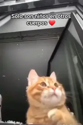 #amoalosgatos #amoalosperros #mascotas 