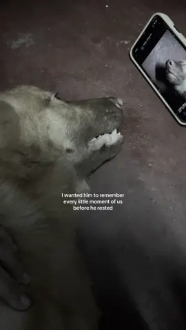 rest easy, my little fighter 🐾🕊️ #4u 