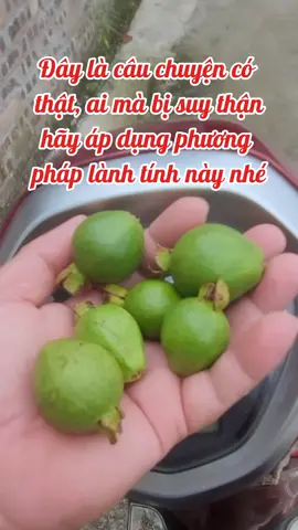 Bài thuốc quý tr.ị suy th.ận lành tính bằng quả ổi non. bà con hãy lưu lại và đừng bỏ qua video này!#meohay #suckhoe #thuocdangian #suythan 