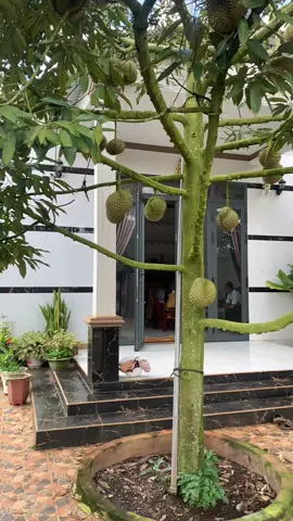 Giàu sang hay tay trắng #TikTokAwardsVN ##sauriengdaklak47🏡 #xuhuongtiktok #trungthu2025 