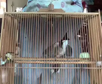 #xuhuongtiktok 
