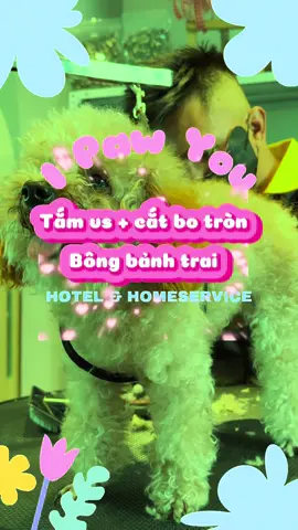TẮM VS CHÓ CHỈ TỪ 99k Đã bao gồm 10 bước siêu sạch siêu thơm chuẩn spa ba mẹ ơi, chỉ trong tháng 10 thôi nha ba mẹ 🥰💝#grooming #binhthanh #ipawyou #dogspa #petshop 