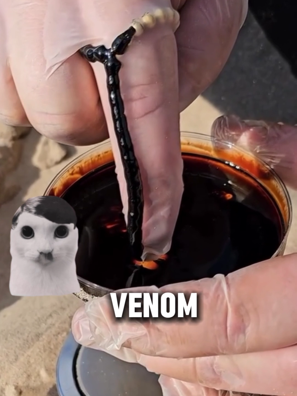 DIY Venom? #fyp #cat #Unc.Bob SC : ig (innovatex_tech)