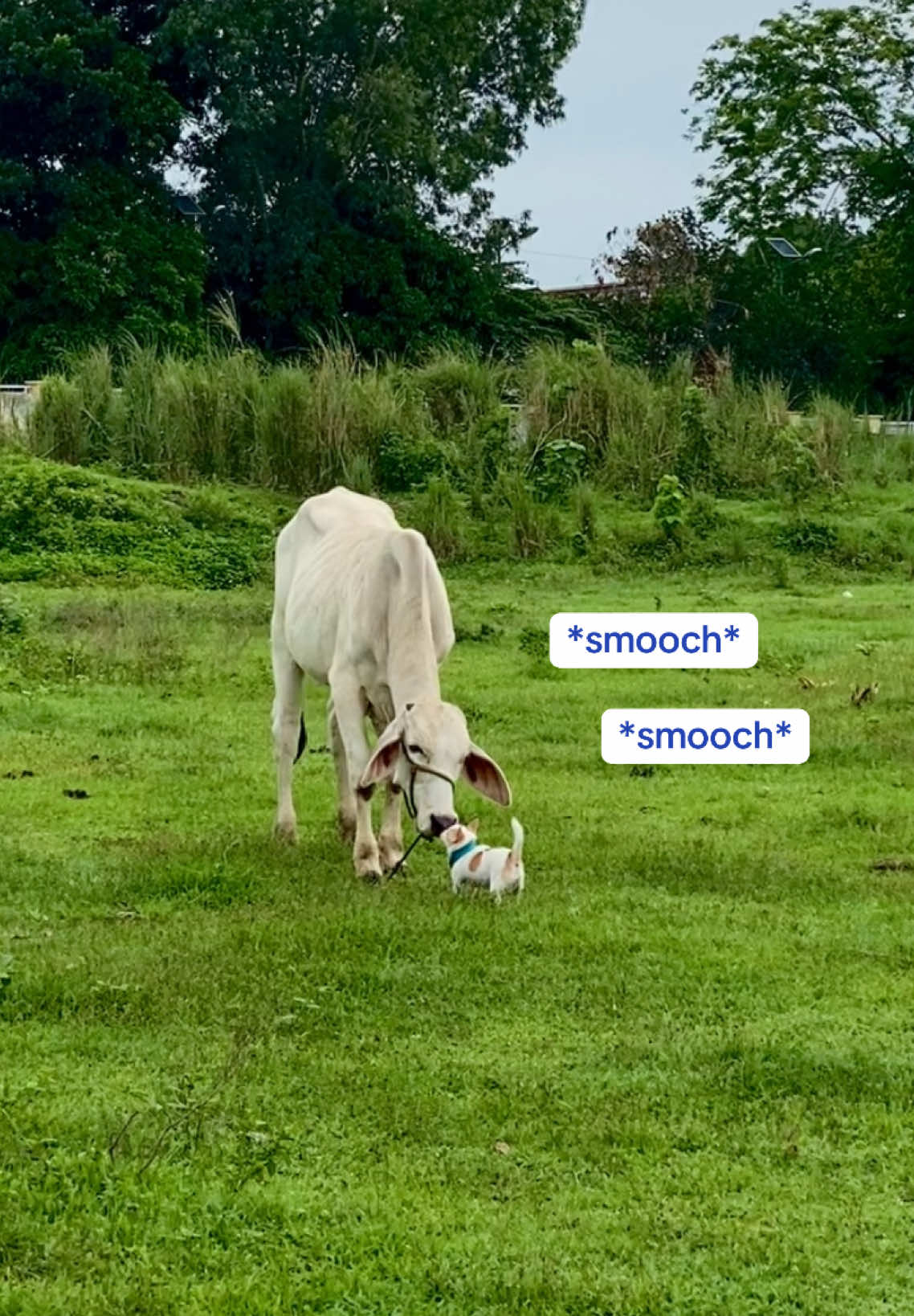 🔊 Sound on for the chirp chirps #chihuahuastiktok #cutedogs #provincelife #fyp #farmlife