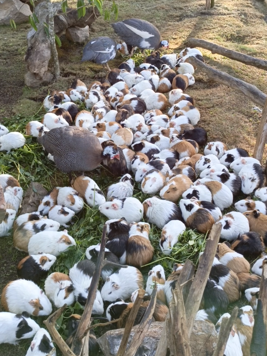 rutinitas pagi🐄🌞 #guineapigs #hewanlucu #pet #marmut #masukberanda 