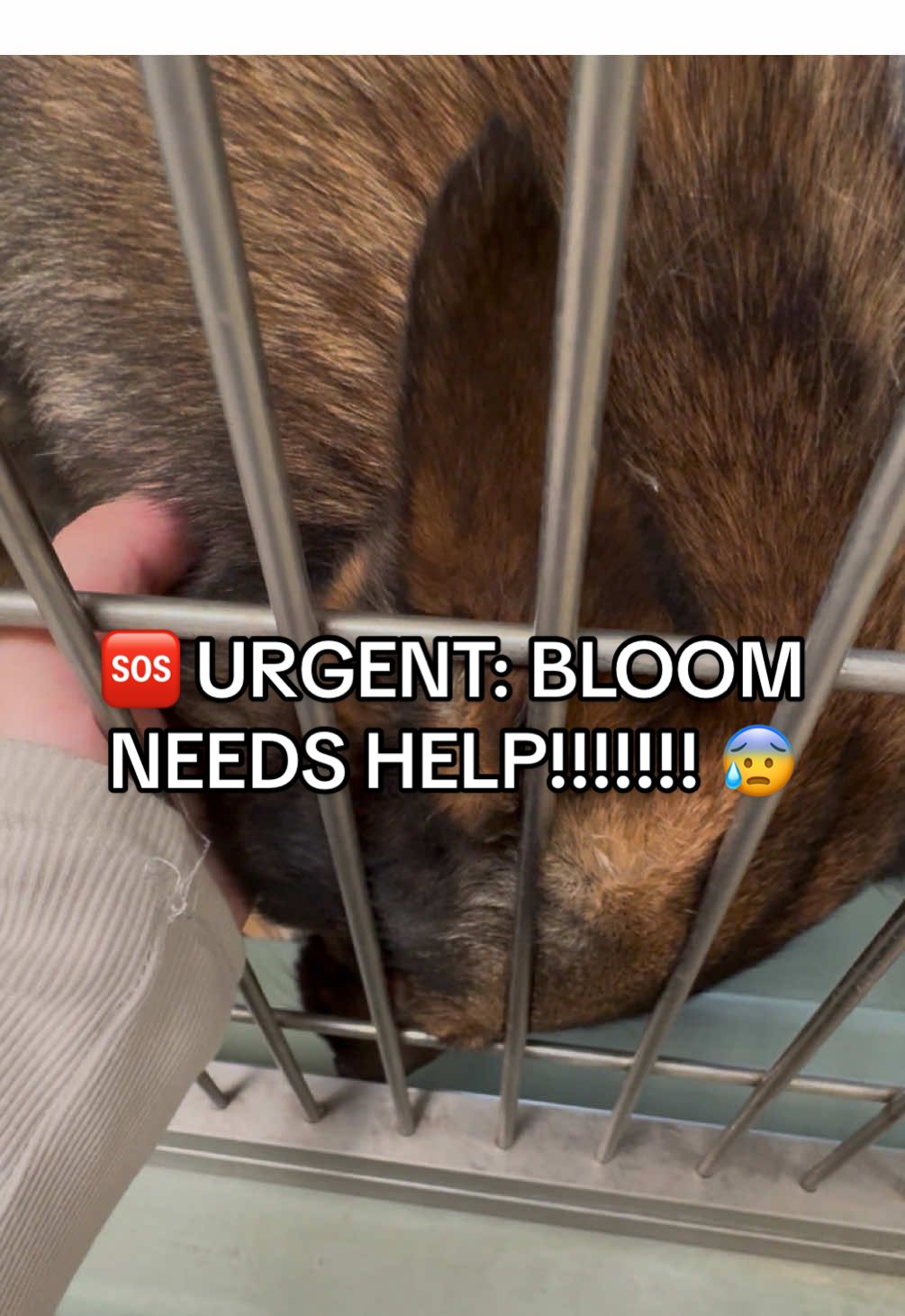 🆘 URGENT EUTH DEADLINE 🆘 WEDNESDAY 10/08 AT 3PM. 🆘 Meet Bloom!!!!! 😰❤️‍🩹 Bloom is a beautiful, almost 2 year old shepherd who came into the shelter as a stray. She is visually impaired & I can’t imagine how scared she is in this shelter 😔❤️‍🩹 she cried when I stopped petting her, it’s so completely unfair. She now is beyond at risk, and needs OUT of the shelter by Wednesday, 10/08 at 3pm. She needs a miracle. Can we please please work together to save Bloom? 😰 BLOOM A1859614 Almost 2 years old  Female  57 pounds  Visually impaired  Because of this, kennel card says “No Other Dogs” - so just be aware, she has no idea where she is and will need a special owner to give her time to get familiar with her surroundings. But she’s incredibly loving 😰😔🙏🏼❤️‍🩹 Can we please please get her out of here?  🆘 URGENT: NEEDS OUT OF THE SHELTER BY 10/08 AT 3PM!!!!! 🆘  📍 Riverside County (West) Animal Shelter  6851 Van Buren Boulevard, Jurupa Valley, CA 92509 📞 (951) 358-7387 🔗rcdas.org #dog #dogsofinstagram #shelterdog #savealife