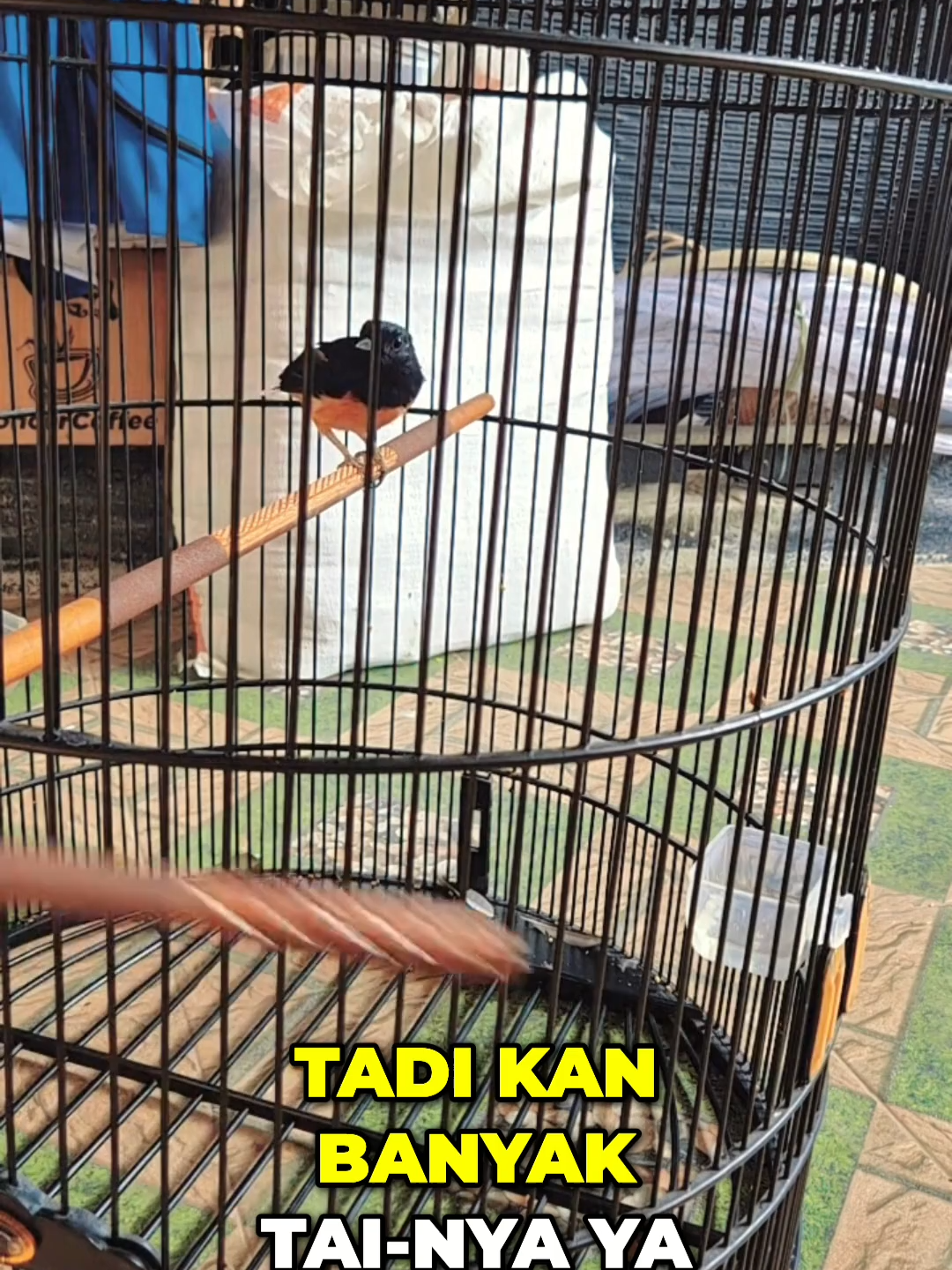 Saat mabung penting banget buat rutinin bersihin sangkar & Tangkringan ya pren, biar gak ada masalah lain seperti bubulan #kicaumania #muraibatu #umikasum #perawatanburung #edukasiburung #burungmabung