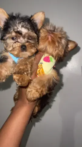 #yorkiebreeder #teacupyorkies #jacksonville