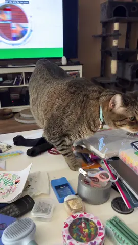 #catsoftiktok 
