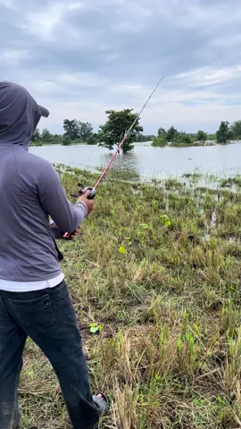 បបក់ត្រី #creatorsearchinsights  #បបក់ត្រី #បបក់ត្រីធម្មជាតិ #បបក់ 