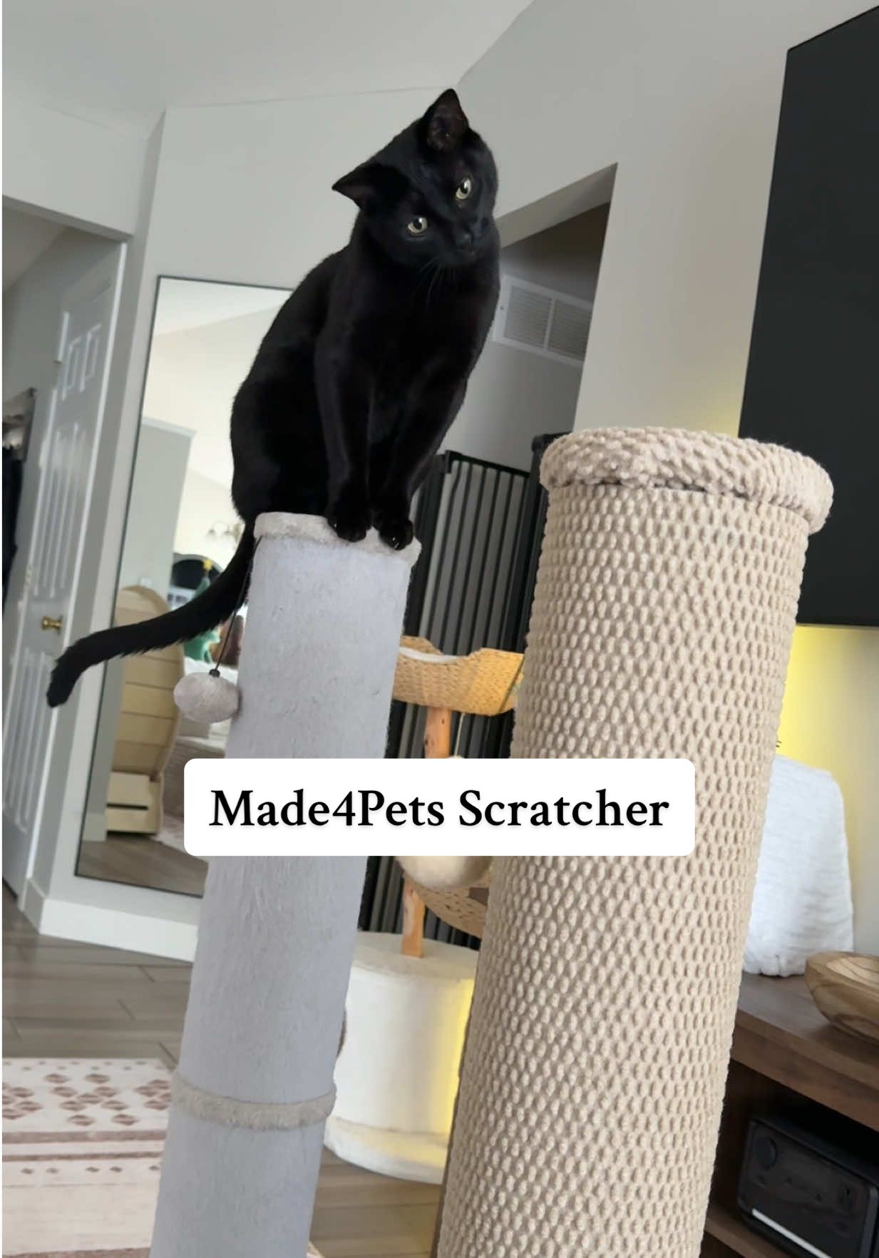 I think it’s safe to say they like their new scratcher 😻 Super sturdy, easy to   assemble, & free shipping! #catscratcher #made4pets #cutecats #cattoys #scratchingpost 