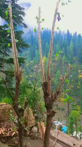 #kashmir  #follow  #like 