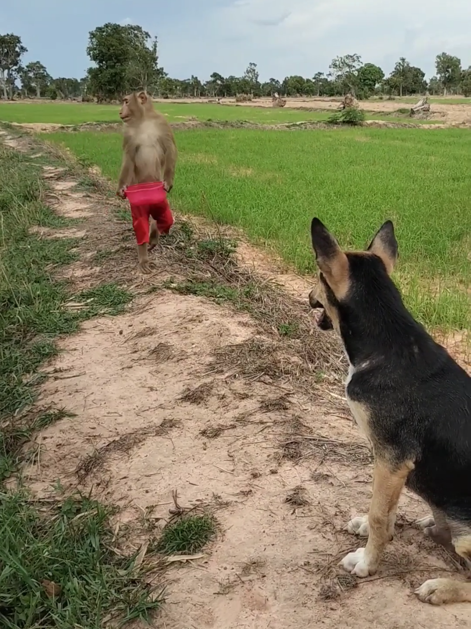 Well Best SokYaa, OG, Pao & Mom Are Famous Around The World #shorts #anime #edit 