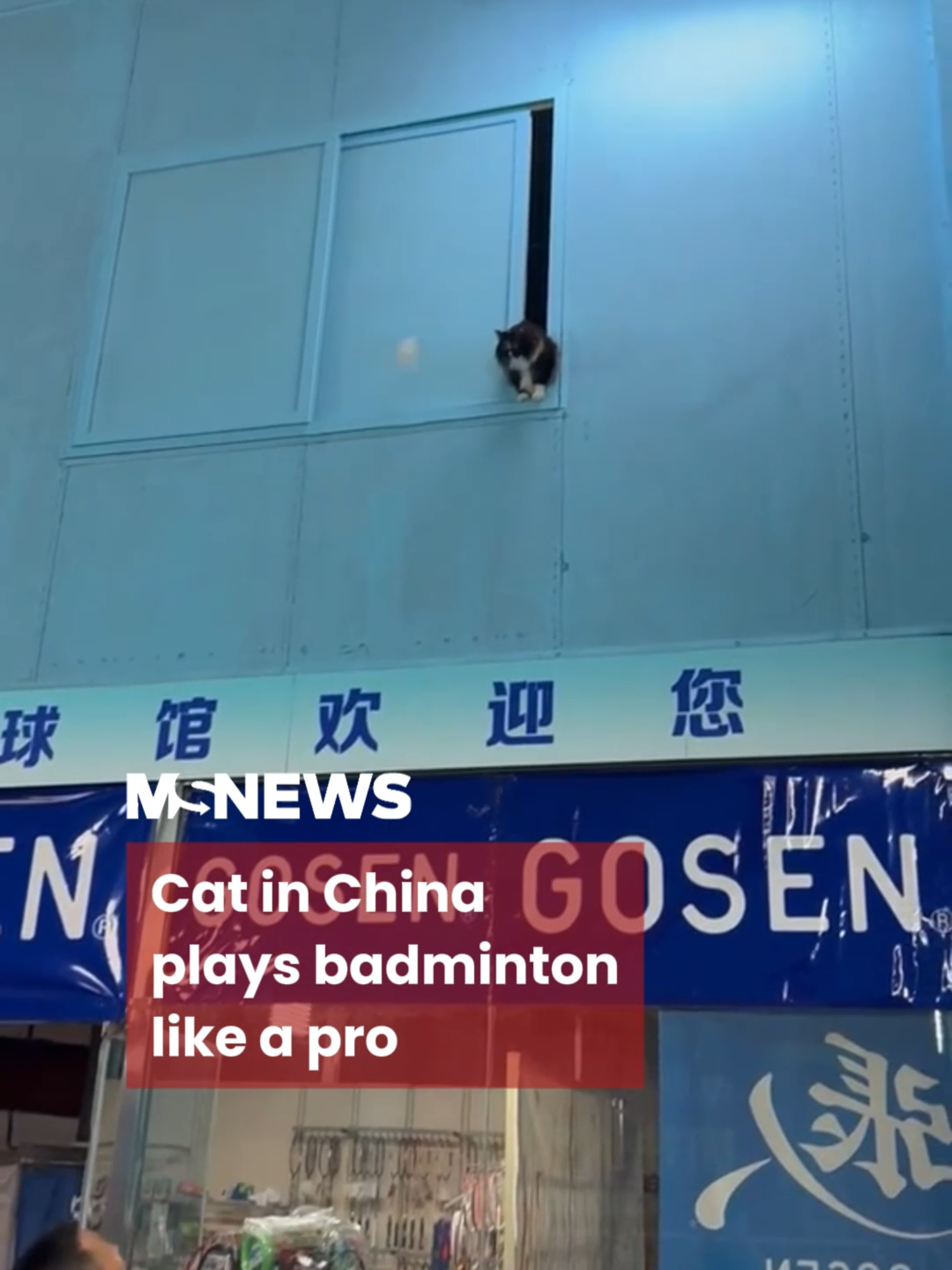 Purrfect smashes 😺🏸#mustsharenews #sgfyp #china