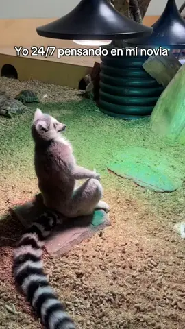 Mándaselo a ella si la quieres mucho ❤️ #doblajes #humor #comedia #animales 