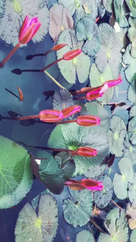 Mọi người hãy cũng tận hưởng vẻ đẹp của thiên nhiên trao tặng nhé!