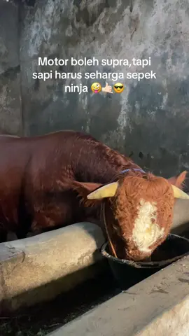 #sapijumbo #peternakmuda #sapi 