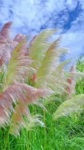 কাশফুল #beauty #picture #flowers #shortsviral 