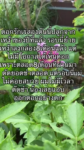 @บ้านสวน มั่งมีศรีสุข #เทรนวันนี้ #บ้านและสวน #สวนดอกไม้ #ดอกรักเร่ #ชช 