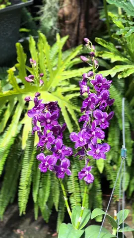 Mời cả nhà ngắm vẽ đẹp ma mị của Burana Blue Star  #dendro #dendroflash #dendrobium #cattleyaflash 