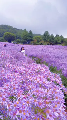 #경상북도 #문경시 #문희농원 #개미취  Đi ngắm hoa ngày mưa 😊