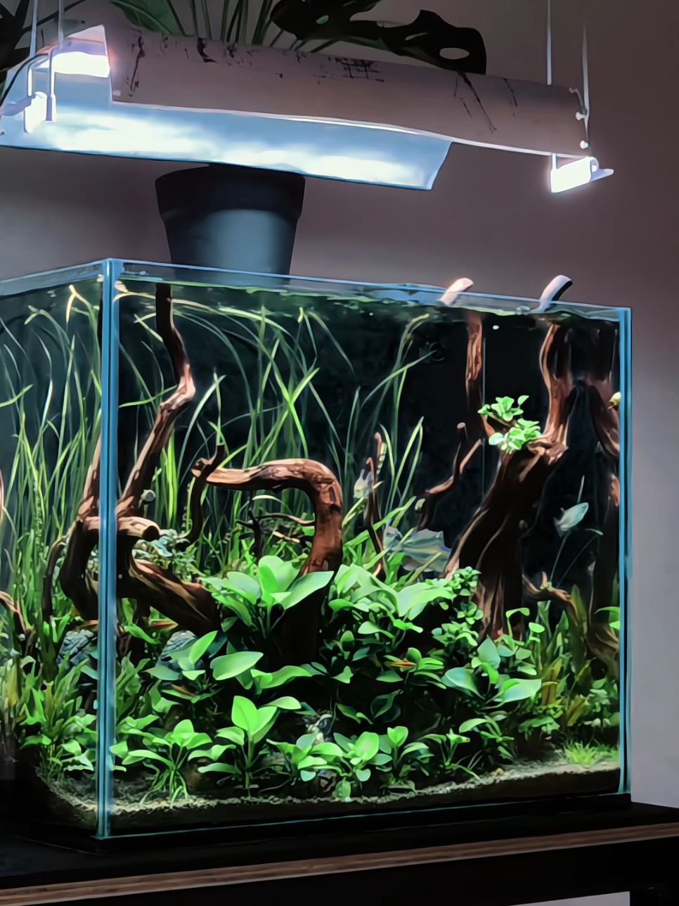 Update tank usia 44 hari, perawatan udah mulai santai 🤧😌🤝 #aquascape #aquascapeindonesia #aquarium #aquascaping #aquariumfish 