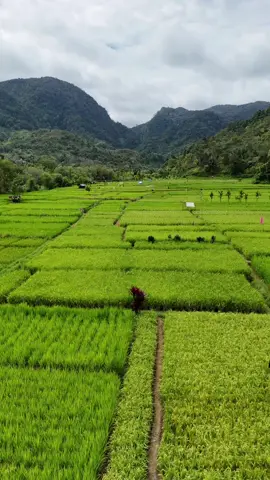 Saba Aek Simotung Simangambat      