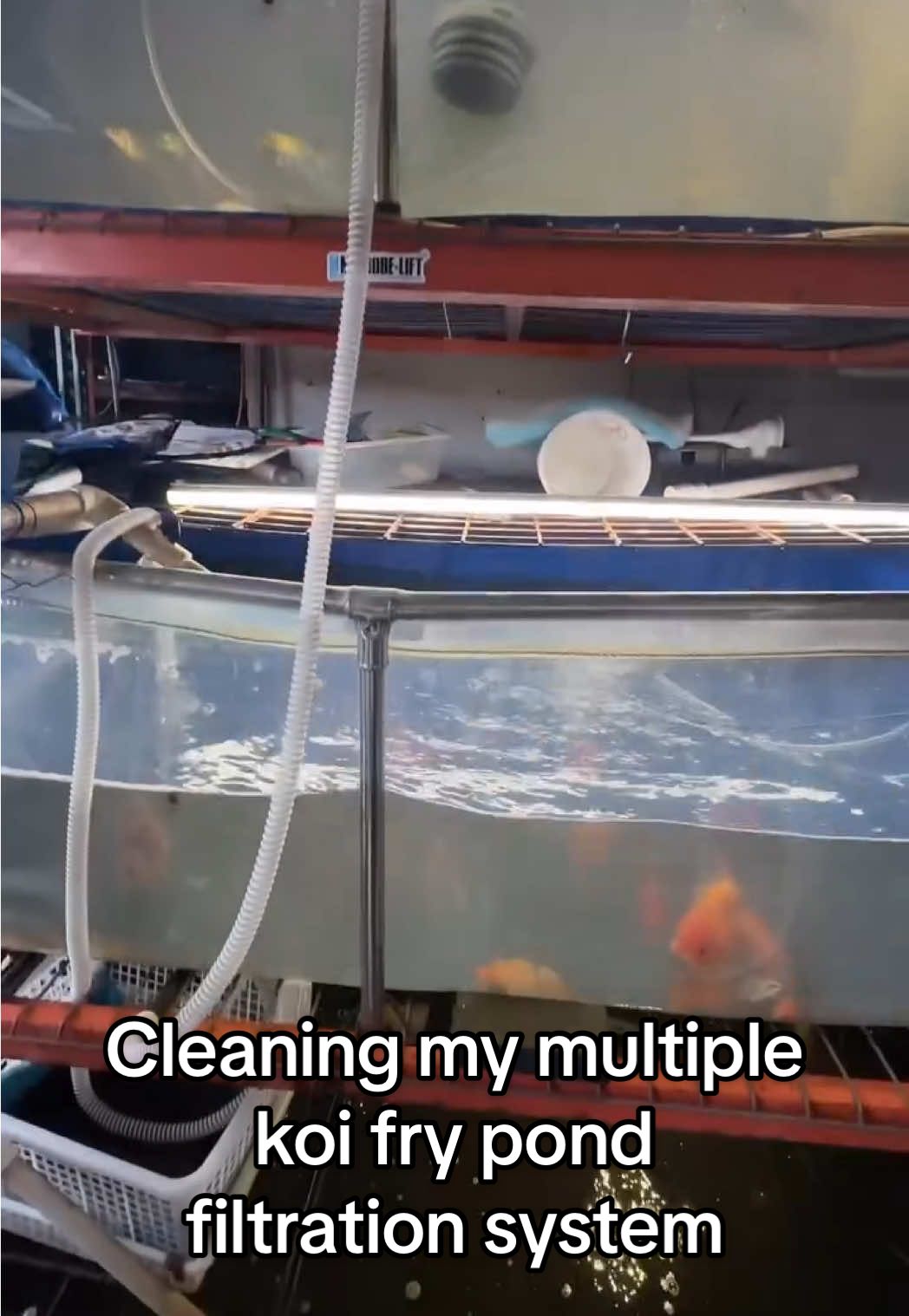 Cleaning my multiple koi fry pond filtration system Product @MicrobeLift  #koi #filtration #filtrationsystem #koifry #koifryrack