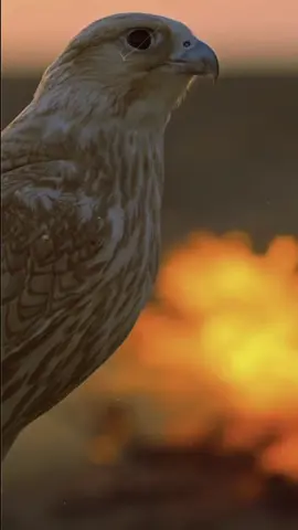 #CapCut ##شيلات_فخمه❤ #شيلات_حماسيه #الشاهين_ليس_له_مثيل #شيلات 