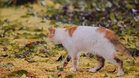 Hữu nhân tại mộng, hữu quế tại phong. #phongcanh #douyin #chualanh #viral #nhachay 