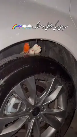 #میری_ویڈیو_کس_شہر_سے_دیکھ_رہے_ہو🦋✍🏻 #frypgシ 