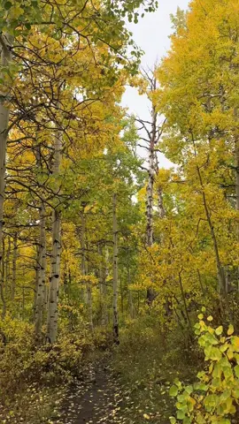 No filters✨ #fyp #foryou #aspen #fall