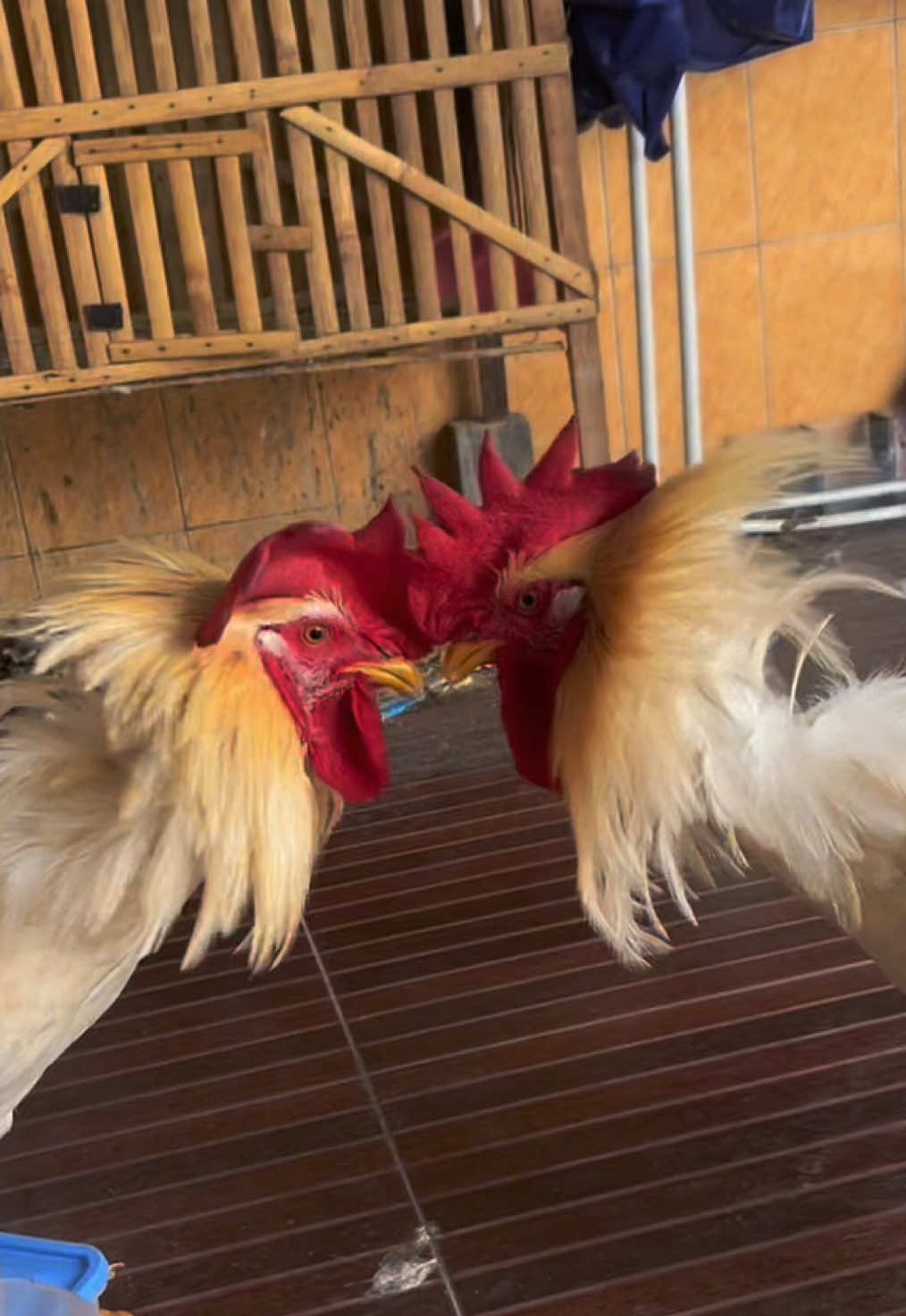 iseng iseng dibeliin ayang ayam warna warni disuruh rawat sampai gede bisa ga, eh taunya 😭😅 #ayam #ayamwarnawarni #ayambroiler 