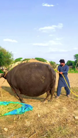 Part 1| Admi 🕺 ny buffalo 🐃 men hawa bhari😜 #for u #usatiktok #ukfunny 
