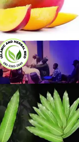 Main Benefits of Mango 🥭 Leaf 🌿#creatorsearchinsights #highlightseveryone #foryoupage #kano #Lagos @Dr Ismail Aminu 02 @Islamic chemist and herbals @Dr sultan backup✅ @Dr Ismail Aminu @user89061882218 @Dr Khaleepha Herbal medicine @Dr. Abdulwahab A. Goni 