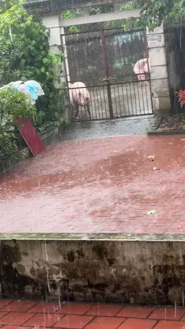 Lợn chạy lũ 🥹