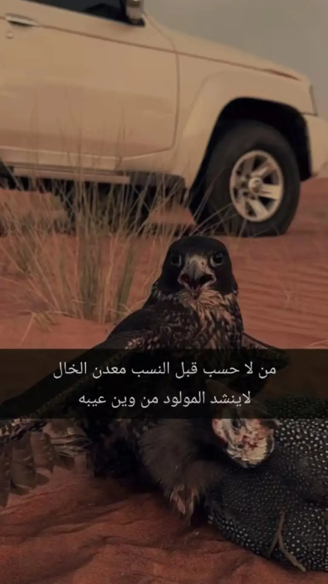 #تاريخ_صقر #لا_تهاب_النخاطر #سبع_اليل_الشمالي_الحساب_الرسمي، 