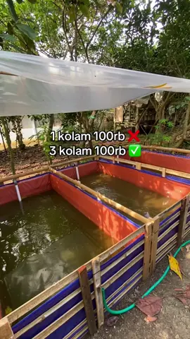 Terpal murah tapi tidak murahan #kolamikan #lelefarm #promomakan1010 