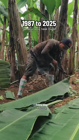 38 yg tidak mudah 🥰💪🔥🍃🤝 #petaniindonesia🇮🇩🇮🇩🇮🇩🌿🌿 #petanimuda #fyp #fypシ゚ #pengikut  @anakragil @alfazriel @Viko ajha @inul 
