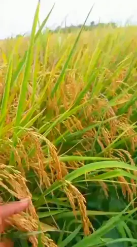 Benih Padi Inpari 32 Premium #ptbhdinvestama #pyf #tiktok #fyp #benihpadi 