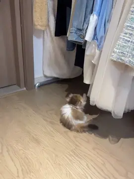 Little furry balls meow#cat #funnycatsoftiktok #funnycat #funnyvideos #usausausa🇺🇸🇺🇸🇺🇸 