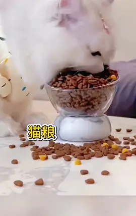 猫咪眼中的食物等级是什么样子？ #猫 #猫のいる暮らし #宠物 #猫粮 #推薦 