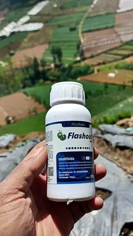 insektisida flashoot 300EC .berbahan aktif klorfenapir 300g/L #insektisida  #kutudaun  #produkimpor  #flashoot 