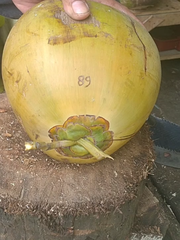 #89 #kelapamuda #kelapaijo #cuttingskill #fyp 