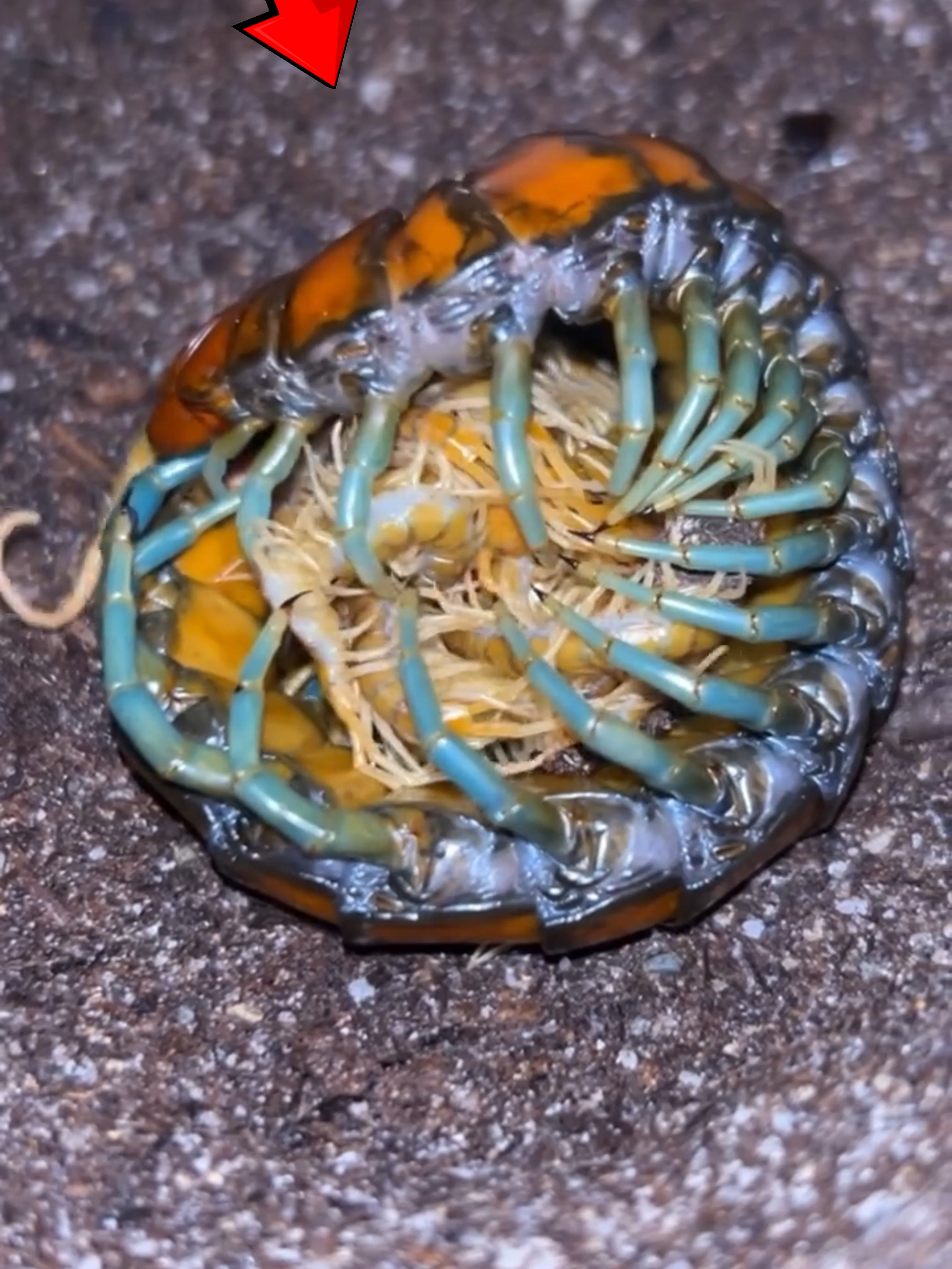 Who would’ve thought a giant centipede could be this caring? This deadly predator actually shows real motherly love! She wraps her body around her eggs to protect them, keep them warm, and even clean them. After they hatch, she keeps hugging her babies until they’re strong enough to survive on their own. Creepy… yet surprisingly heartwarming! 💕🪳 Follow Our Social Media: TT: @el_nino_tv IG: el_nin0_tv FB: El Nino TV YT: EL NINO TV #centipede #giant #insect #animalbehavior #mothernature #wildlife #bugfacts #naturelovers #predator #arthropod #animalcare #animal #animals #AnimalFacts #viral #viralvideo #viraltiktok #trending #fyp #fypシ゚