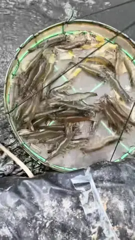 #nuoitom #nuoitomcongnghecao #menvisinh #xuhuong #fyp @Mê Tôm 🦐 @Như Hoa 