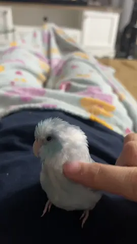 #สตอรี่ความรู้สึก#ฟอพัสไทยแลนด์ #รักหนูนะลูก#บลูบู้ 🐦🦜