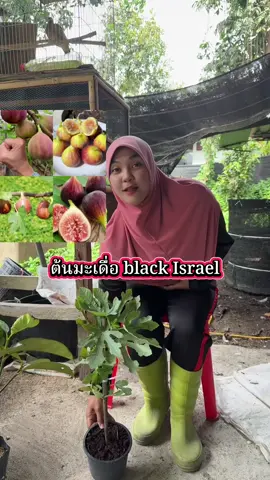 #ต้นมะเดื่อแบล็กอิสราเอล #ต้นมะเดื่อ