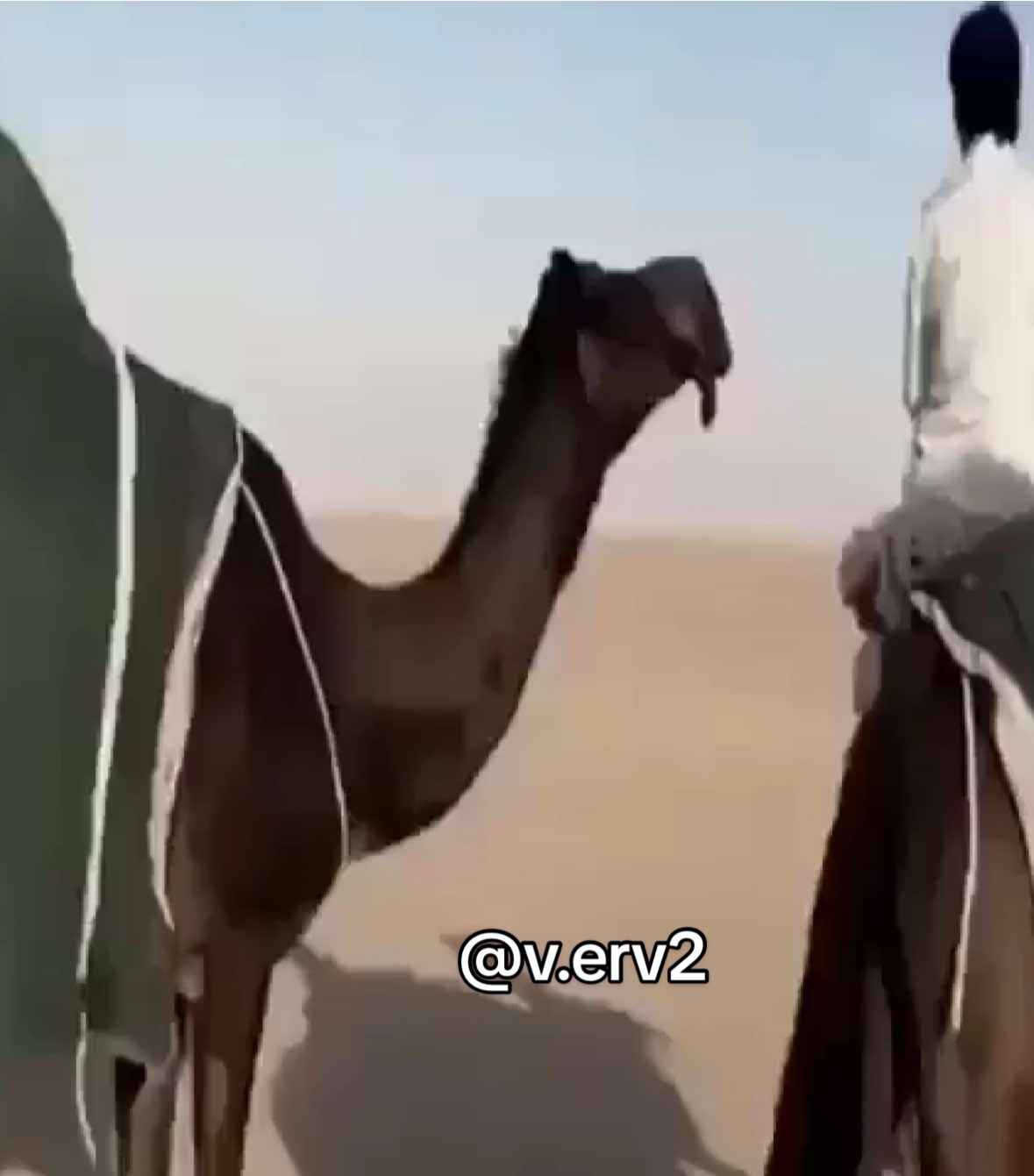 #الرمله_الربع_الخالي #fyp #المجاهيم_ندر_البل #اكسبلورexplore #شروره_نجران_الوديعة_السعوديه 